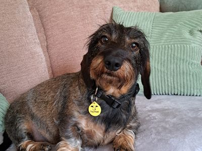 Darcy | Dachshund (Miniature Wire Haired) | Bridgend (Wales) - 5