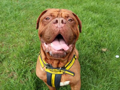 Hooch | Dogue De Bordeaux | Harefield West London - 3