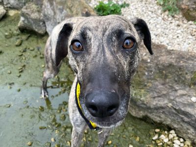 Joni Mitchell | Lurcher | Harefield West London - 2