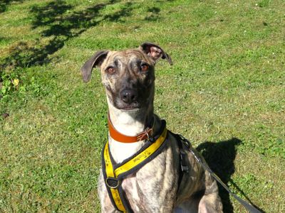 Joni Mitchell | Lurcher | Harefield West London - 3