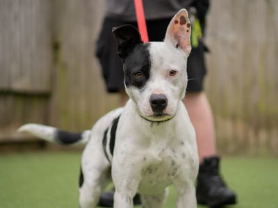 Sparrow | Terrier (Staffordshire Bull) Cross | Kenilworth (West Midlands) - 5