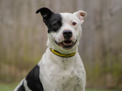 Sparrow | Terrier (Staffordshire Bull) Cross | Kenilworth (West Midlands) - 3