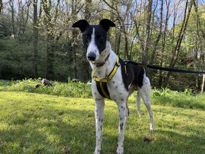 Smudger | Greyhound | Ilfracombe - 3