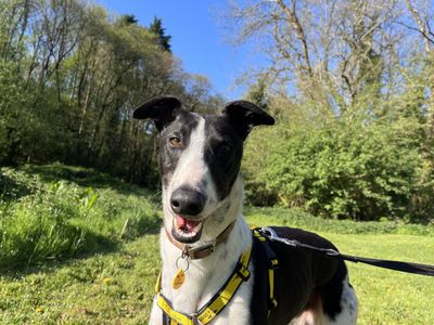 Smudger | Greyhound | Ilfracombe - 5