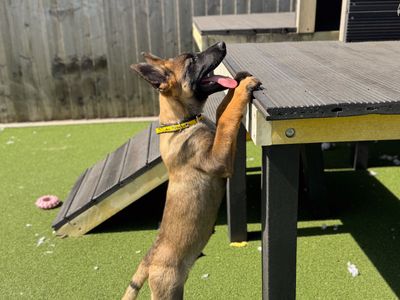 Kai | Belgian Shepherd Dog (Malinois) | Cardiff - 3