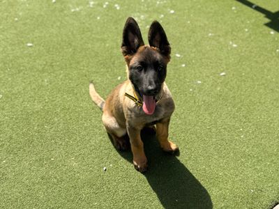 Kai | Belgian Shepherd Dog (Malinois) | Cardiff - 5