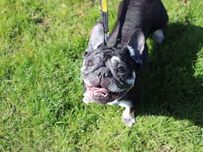 Beetle, a 8 years old female French Bulldog available for adoption from Dogs Trust in Scotland