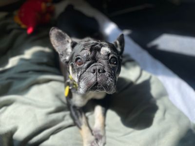 Beetle | French Bulldog | Glasgow - 2