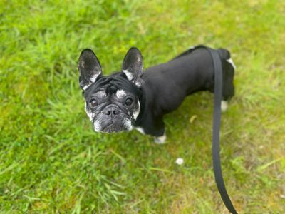 Beetle | French Bulldog | Glasgow - 3
