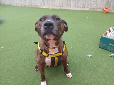 Crumble, a 4 years old female Staffordshire Bull Terrier available for adoption from Dogs Trust in Wiltshire