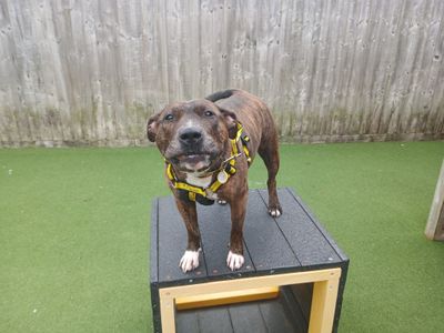 Crumble | Terrier (Bull) Cross | Salisbury (Wiltshire) - 2