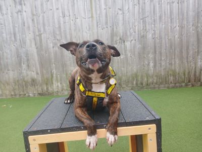 Crumble | Terrier (Bull) Cross | Salisbury (Wiltshire) - 3