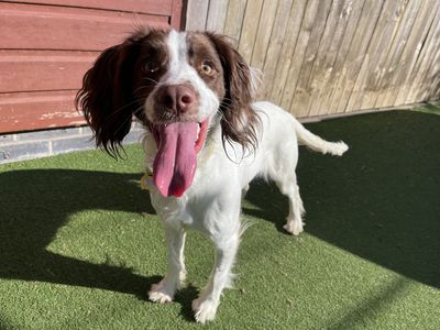 Sofie | Spaniel (English Springer) | Ilfracombe - 3