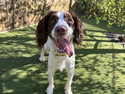 Sofie | Spaniel (English Springer) | Ilfracombe - 1