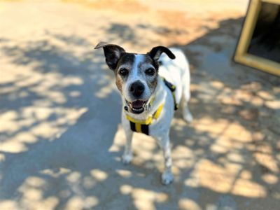 Sam | Terrier (Jack Russell) Cross | Bridgend (Wales) - 5