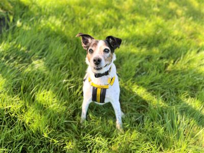 Sam | Terrier (Jack Russell) Cross | Bridgend (Wales) - 3