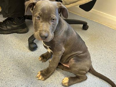 Beetle — Italian Corso Dog Cross