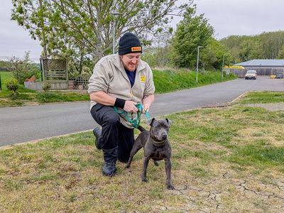 George | Terrier (Staffordshire Bull) Cross | Evesham (Worcestershire) - 2
