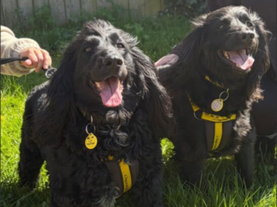 Gunner — Spaniel (Cocker) Cross