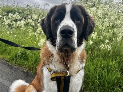 Betty, a 1 year old female St Bernard available for adoption from Dogs Trust in Northern Ireland