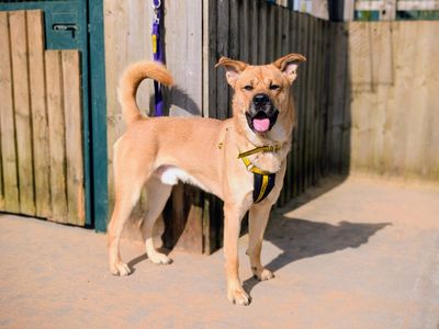 Zeus | Siberian Husky Cross | Cardiff - 5