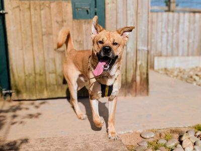 Zeus — Siberian Husky Cross