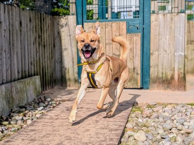Zeus | Siberian Husky Cross | Cardiff - 3
