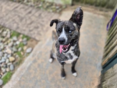 Maya | Siberian Husky Cross | Cardiff - 5