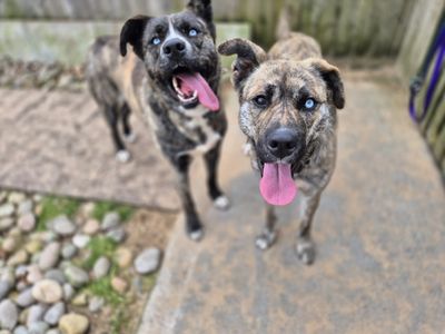 Maya | Siberian Husky Cross | Cardiff - 3