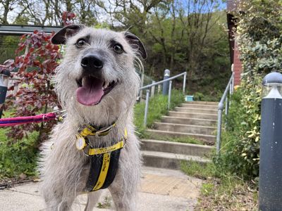 Milo | Lurcher | Ilfracombe - 5