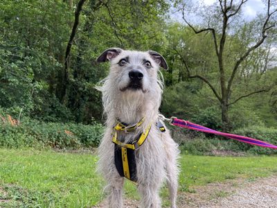 Milo | Lurcher | Ilfracombe - 3
