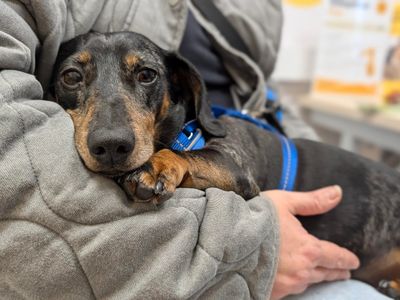 Biggie, a 6 years old male Dachshund available for adoption from Dogs Trust in Wiltshire