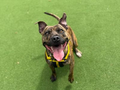 Bieber | Terrier (Staffordshire Bull) | Shrewsbury (Shropshire) - 2