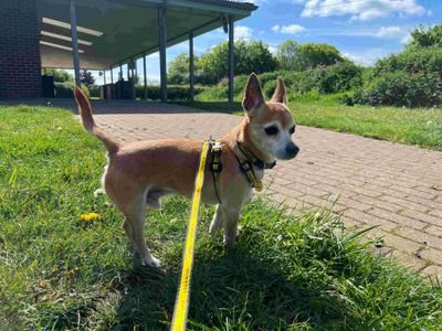 Charlie, a 10 years old male Chihuahua available for adoption from Dogs Trust in Leicestershire