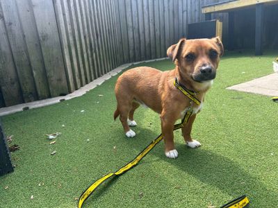 Smudge & Bear | Terrier (Jack Russell) | Cardiff - 3