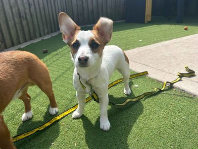 Smudge & Bear | Terrier (Jack Russell) | Cardiff - 5