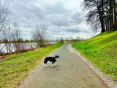 Mollie | Collie (Border) | Glasgow - 3