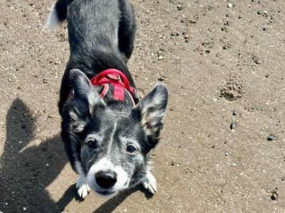 Mollie | Collie (Border) | Glasgow - 2