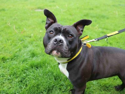 Bonnie | Terrier (Staffordshire Bull) | Glasgow - 1