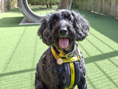 Barney | Poodle (Standard) Cross | Ilfracombe - 1