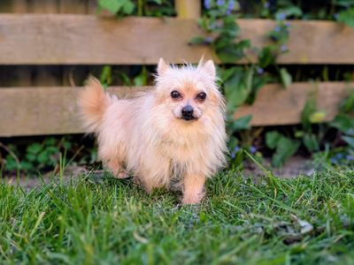 Crouton | Pomeranian Cross | Cardiff - 5