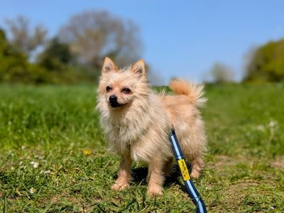 Crouton | Pomeranian Cross | Cardiff - 3