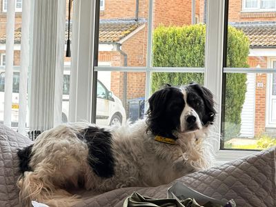 Bonnie | Collie (Border) Cross | West Calder (Edinburgh) - 3