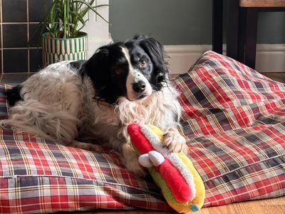 Bonnie | Collie (Border) Cross | West Calder (Edinburgh) - 1