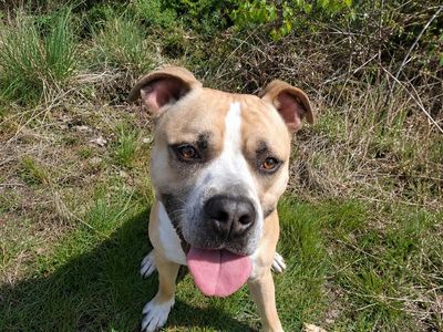 Loki | American Bulldog | Newbury (Berkshire) - 3