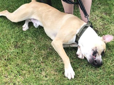 Loki | American Bulldog | Newbury (Berkshire) - 5