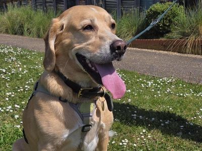 Ginkgo | Beagle Cross | Harefield West London - 3