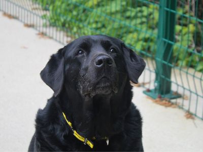 Margaret | Retriever (Flat Coated) | Manchester - 5