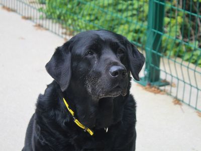 Margaret | Retriever (Flat Coated) | Manchester - 3