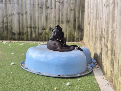 Petal | Lurcher | Cardiff - 1